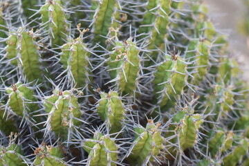 Thorny succulent plant (Euphorbia mitriformis)