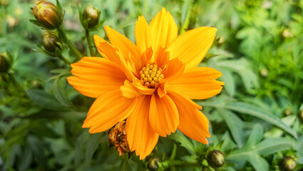 Orange cosmos flowers in the garden with Green Blur background.  Orange Cosmos caudatus flower. Cosmos Flower with background out of focus.