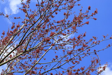 Tree Branches with Red Buds Against a Bright Blue Sky