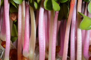 selective Close-up of green seedlings. Green sprouts growing from seed
