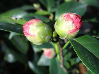 Closeup shot of blooming camellia flowers
