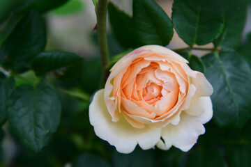 Selective focus shot of beautiful apricot English Rose © Jing Wang2/Wirestock Creators