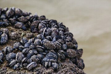 moules