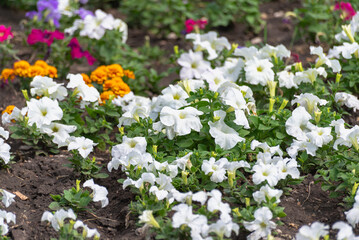 Fototapeta premium Flower bed with spring flowers.