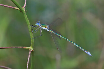 Dragonfly (Emerald dragonfly, Lestes dryas) has a small size, thin elongated Metallic shiny body. At rest, he keeps his wings open.
