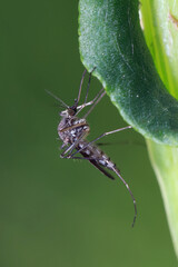 A mosquito is resting on a green leaf of grass. Male and female mosquitoes feed on nectar and plant juices, but females can suck animal blood.