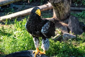A big eagle with a yellow beak on the background of green grass.