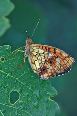A butterfly (Argynnis) sits on a blade of grass covered with dew drops. 