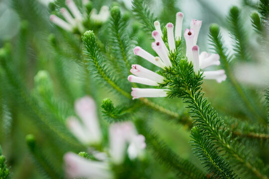 Closeup shot of a Pichi flowers on its bush with a blurry green background