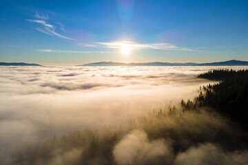 Aerial view of dark green pine trees in spruce forest with sunrise rays shining through branches in foggy autumn mountains