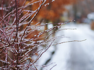 Frozen bare branches of trees. Winter background.