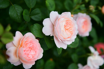 Vertical shot of pink english roses Queen of Sweden