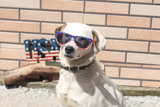 Proud white cute American dog celebrates Fourth of July USA Intendance day. A patriot dog with sunglasses in American flag colors standing outdoors at the brick wall. 