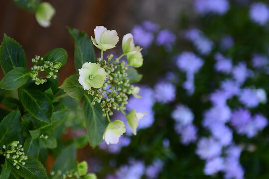 Summer Flowers Hydrangea, Runaway Bride Hydrangeas