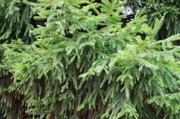 Green spruce background. Coniferous tree. Selective focus.