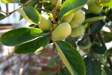 Obraz premium Persimmon on a tree in the garden.
