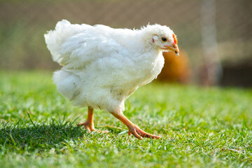 Hen feed on traditional rural barnyard. Close up of chicken standing on barn yard with green grass. Free range poultry farming concept.