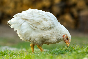 Hen feed on traditional rural barnyard. Close up of chicken standing on barn yard with green grass. Free range poultry farming concept