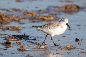 Sanderling foraging for food on Horsey Gap beach in north Norfolk, UK. Photographed in January 2022.