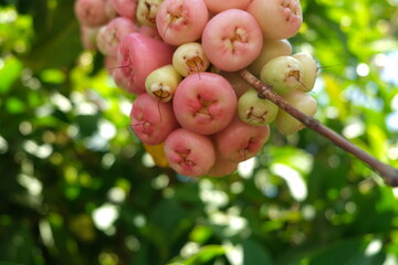 Wax apple, java apple, rose apple, wax jambu, trái mận.