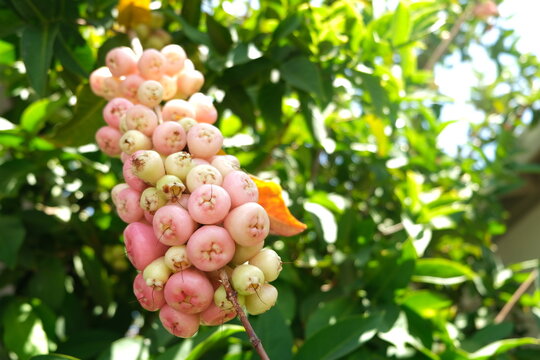Wax apple, java apple, rose apple, wax jambu, tr&aacute;i mận.