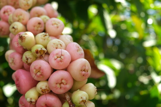 Wax apple, java apple, rose apple, wax jambu, tr&aacute;i mận.