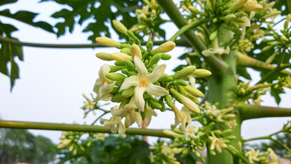 Papaya flowers and buds .  Papaya flower is white. Papaya flower are blooming. 