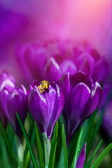 królowa osa cała w pyłku na fioletowym kwiatku krokusa w ogrodzie, owad na krokusie o poranku. Crocus sieberi