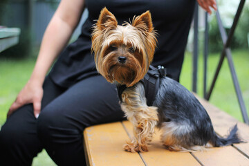 Yorkshire terrier. the hostess walks her pet in the park on a summer day.