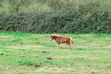 Naklejka na ściany i meble hispanic breton horses in the countryside 