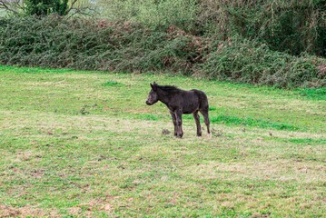 Fototapeta na wymiar hispanic breton horses in the countryside 
