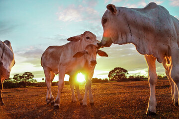 Closeup shot of American Brahman cows standing on a green lawn against a sunset golden sky
