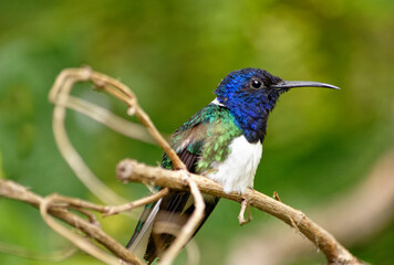 Close up shot of cute White-necked jacobin bird on tree branch.