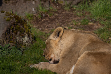 A lioness lies exhausted on the ground and licks her fur. The lions are mostly found in southern Africa and are unfortunately often hunted by poachers.