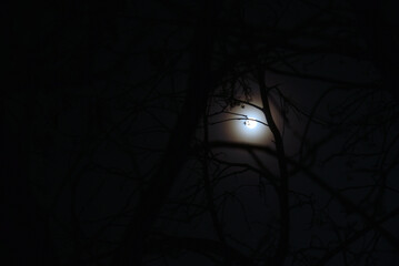 Moonlight at night and scary tree branches