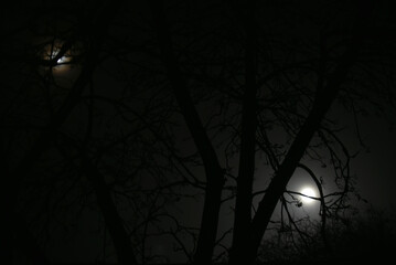 Moonlight at night and scary tree branches