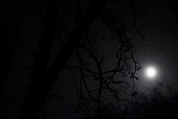 Moonlight at night and scary tree branches