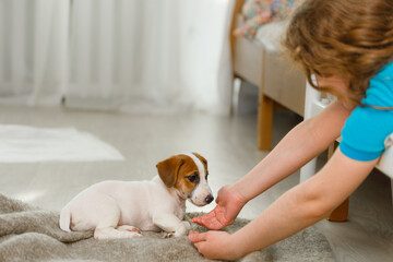 Little girl playing with puppy jack russell.