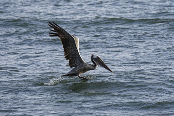 Closeup of a  Brown pelican (Pelecanus occidentalis) bird on a body of water with its wings open © Franc Woods/Wirestock Creators