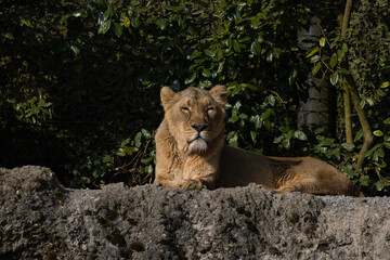 Naklejka premium A lioness lies wearily on a rock watching the wilderness for prey. This big cat is really a very majestic animal and really dangerous. The beauty of nature.