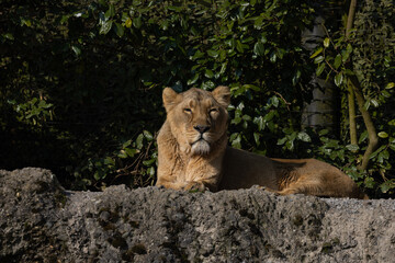 Fototapeta na wymiar A lioness lies wearily on a rock watching the wilderness for prey. This big cat is really a very majestic animal and really dangerous. The beauty of nature.
