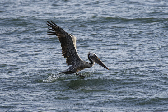 Closeup of a  Brown pelican (Pelecanus occidentalis) bird on a body of water with its wings open