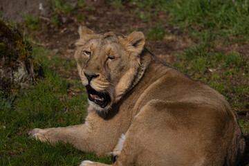 A lioness lies exhausted on the ground and licks her fur. The lions are mostly found in southern Africa and are unfortunately often hunted by poachers.