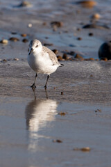 Sanderling foraging for food on Horsey Gap beach in north Norfolk, UK. Photographed in January 2022.