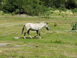 animales de granja en libertad