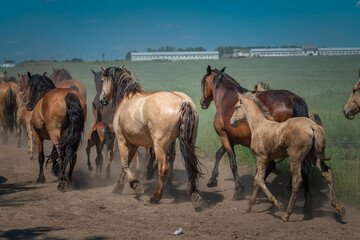 Fototapeta na wymiar A herd of horses runs along a dusty road on a sunny day.
