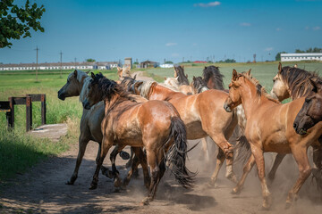 Obraz premium A herd of horses runs along a dusty road on a sunny day.
