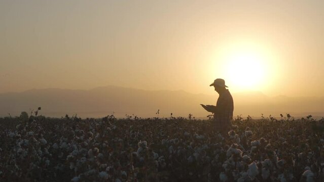 a farmer in a cotton field in the early morning against the backdrop of the rising sun from behind the mountains