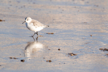 Sanderling foraging for food on Horsey Gap beach in north Norfolk, UK. Photographed in January 2022.