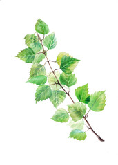 Watercolor birch twig isolated on a white background.